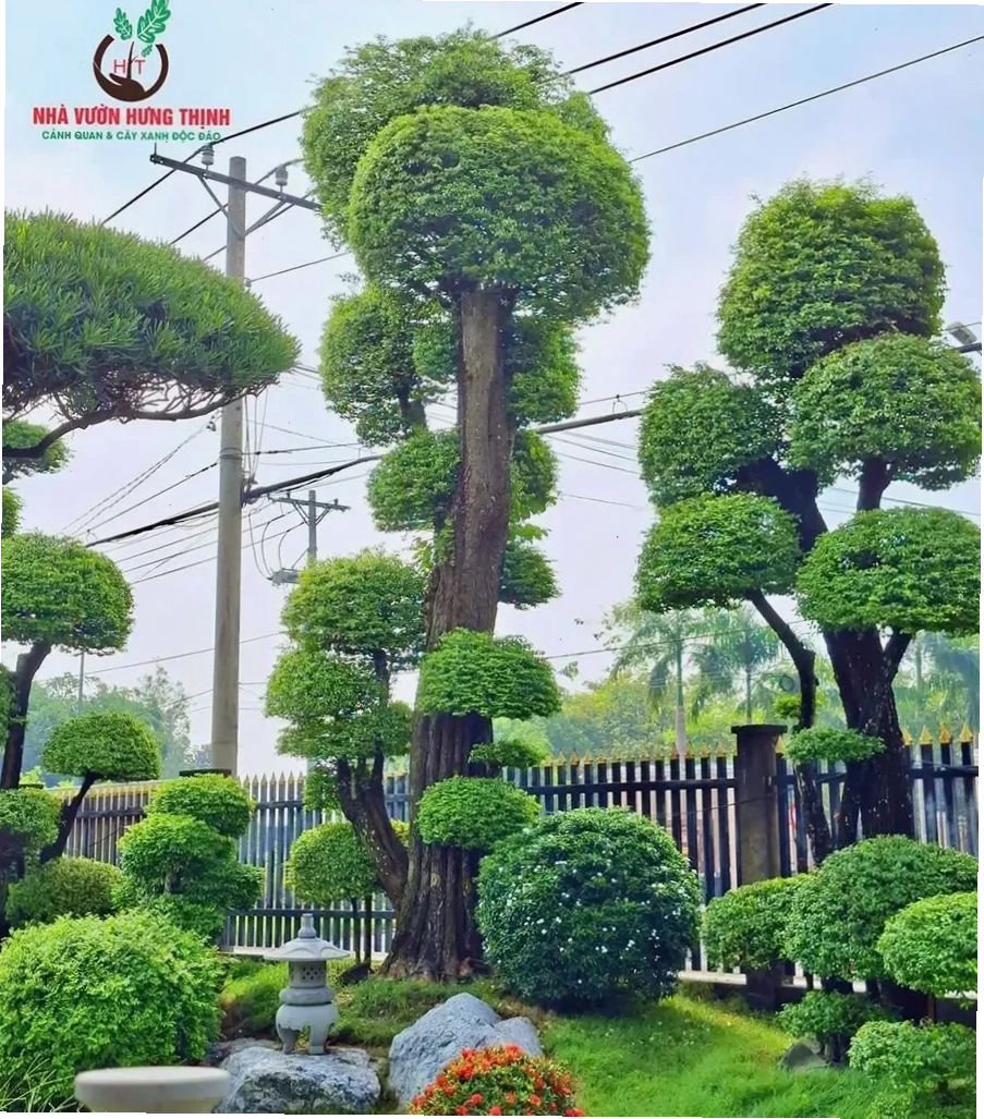 Cây mai chiếu thủy chăm sóc theo mùa