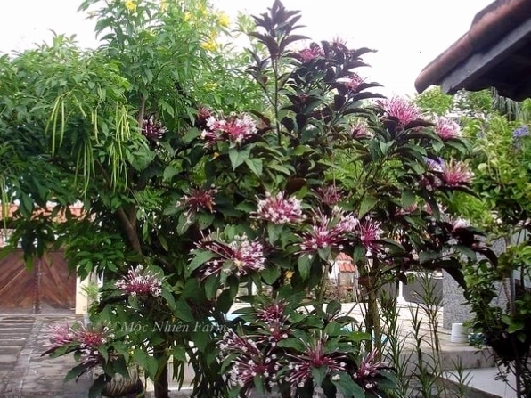 Cây pháo bông có thể leo giàn