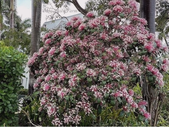 Cây pháo bông có tiềm năng chữa bệnh