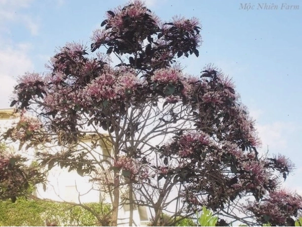Cây pháo bông khi trưởng thành có thể phát triển rất cao