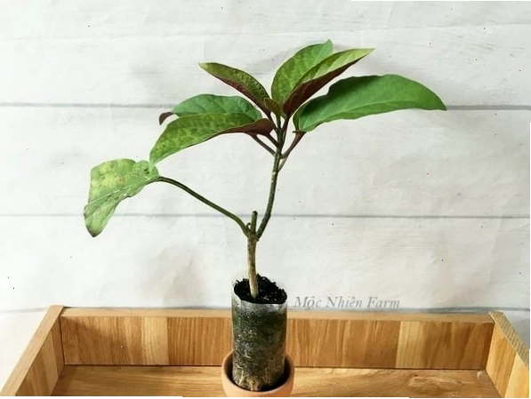 Cây pháo bông nhỏ gọn thích hợp trồng trong chậu trang trí