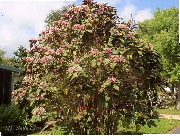 Cây pháo bông phát triển khỏe mạnh