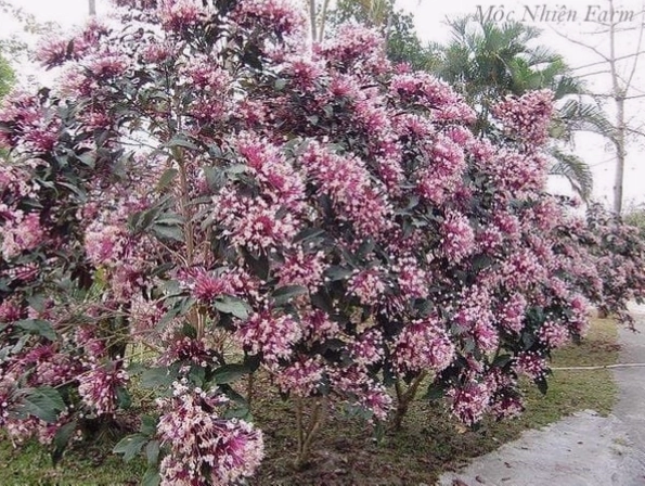 Cây pháo bông trồng làm cảnh quan