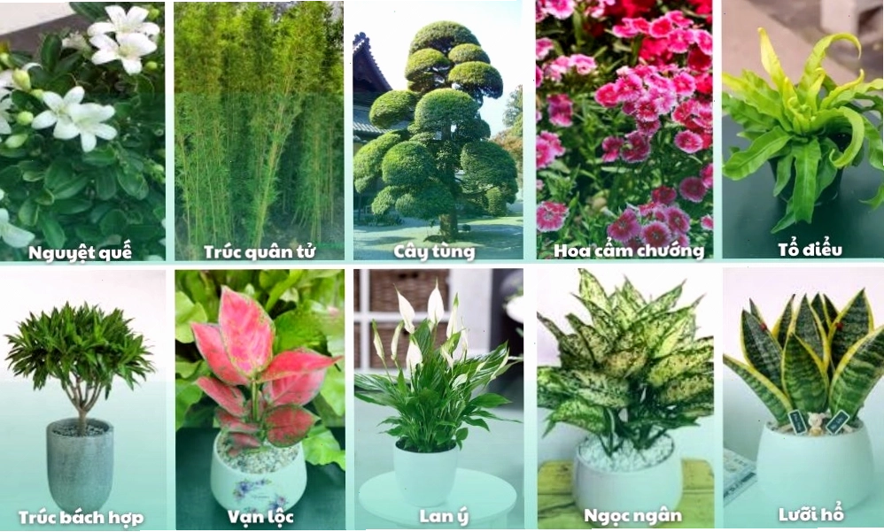 Cây Phú Quý với sắc lá đỏ hồng rực rỡ