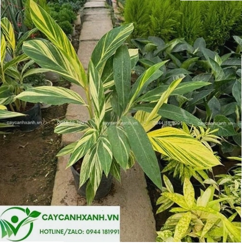 Cây riềng cẩm thạch với lá có vân đẹp mắt