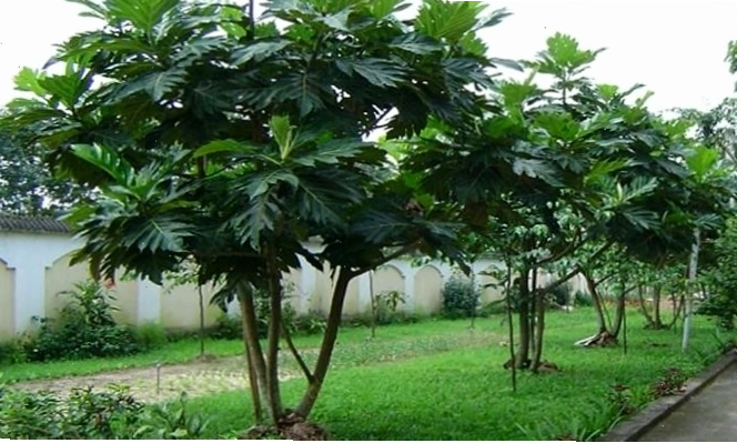 Cây Sake cũng là một lựa chọn cây tán rộng cho bóng mát