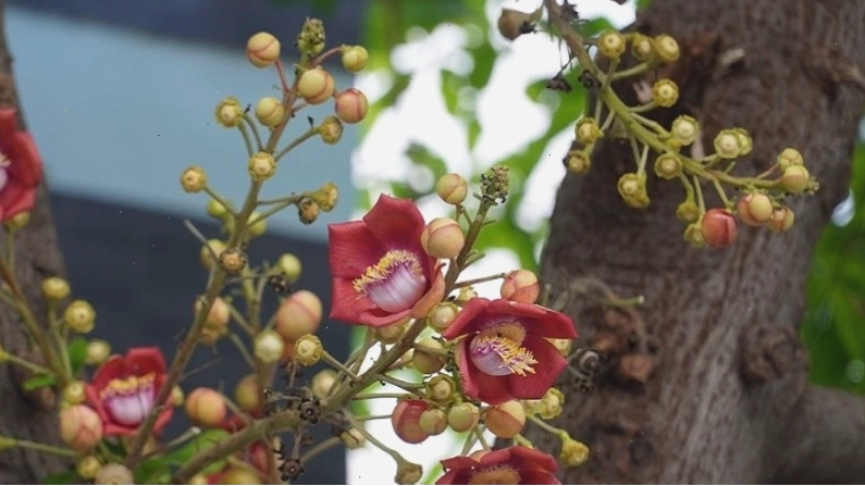 Cây sala có tên khoa học là Couroupita guianensis