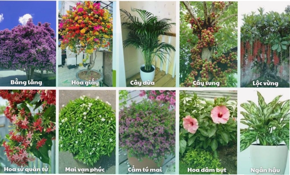 Cây Trầu Bà với lá xanh mướt dễ trồng và chăm sóc