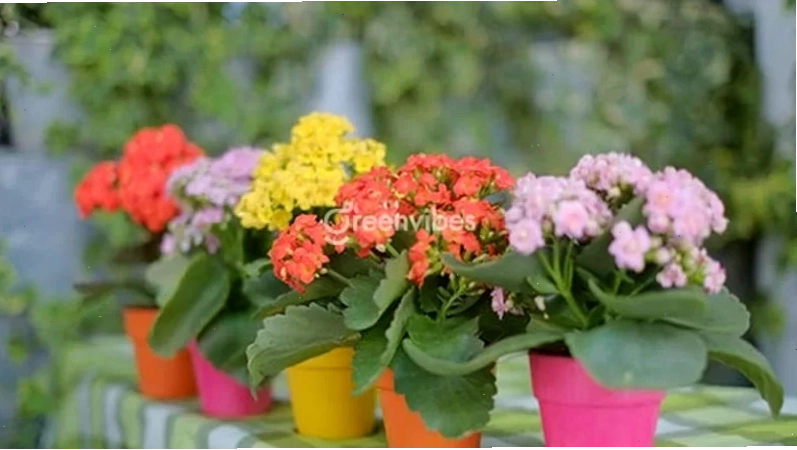 Cây trầu bà với lá xanh mướt rủ xuống ban công