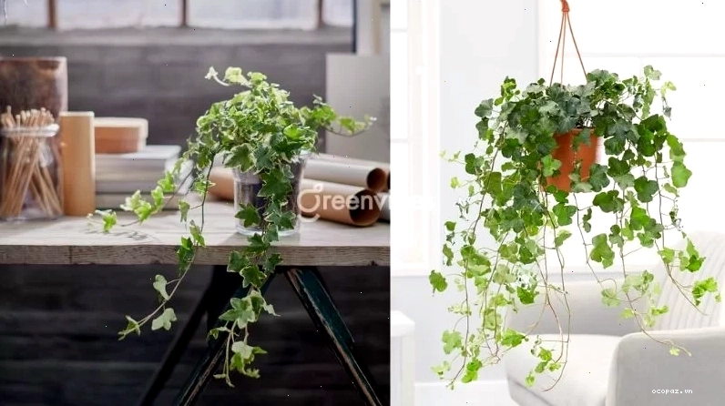 Cây trồng ban công ít nắng vẫn phát triển tốt