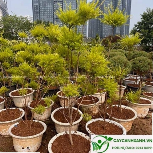 Cây tùng liễu với dáng vẻ thanh tao, phù hợp trồng cảnh quan