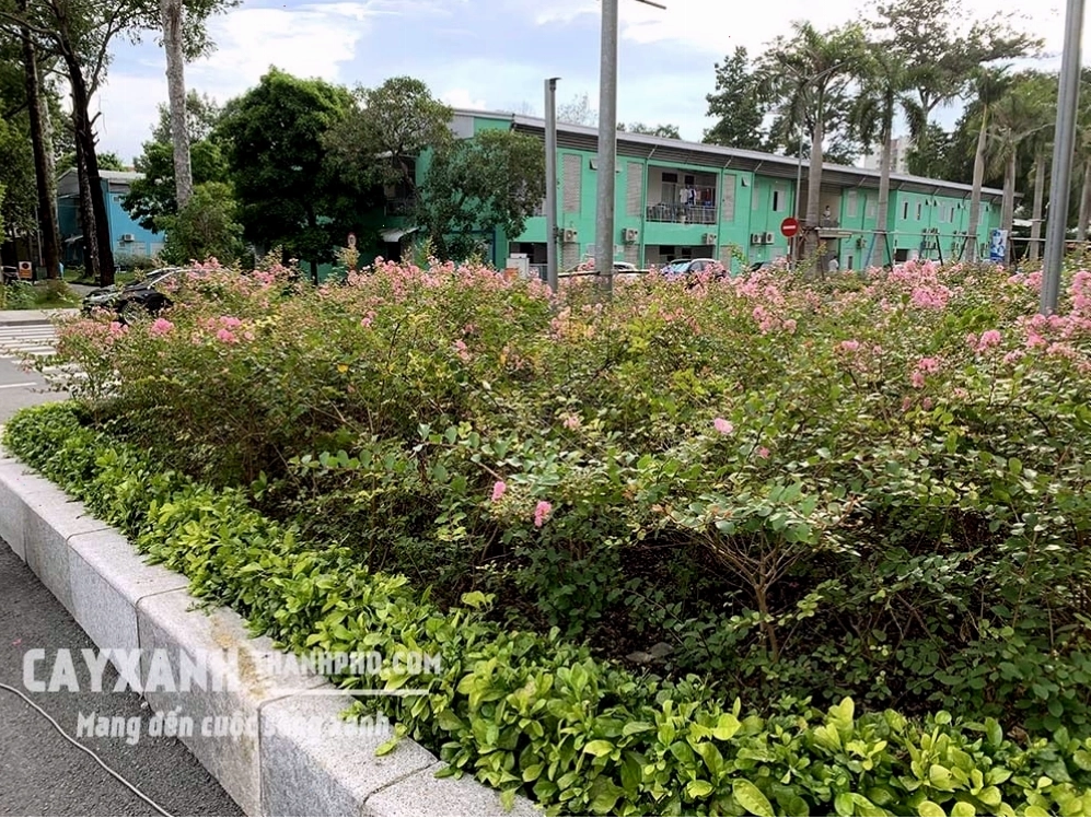 Cây tường vy với những bông hoa nhỏ nhắn, xinh xắn