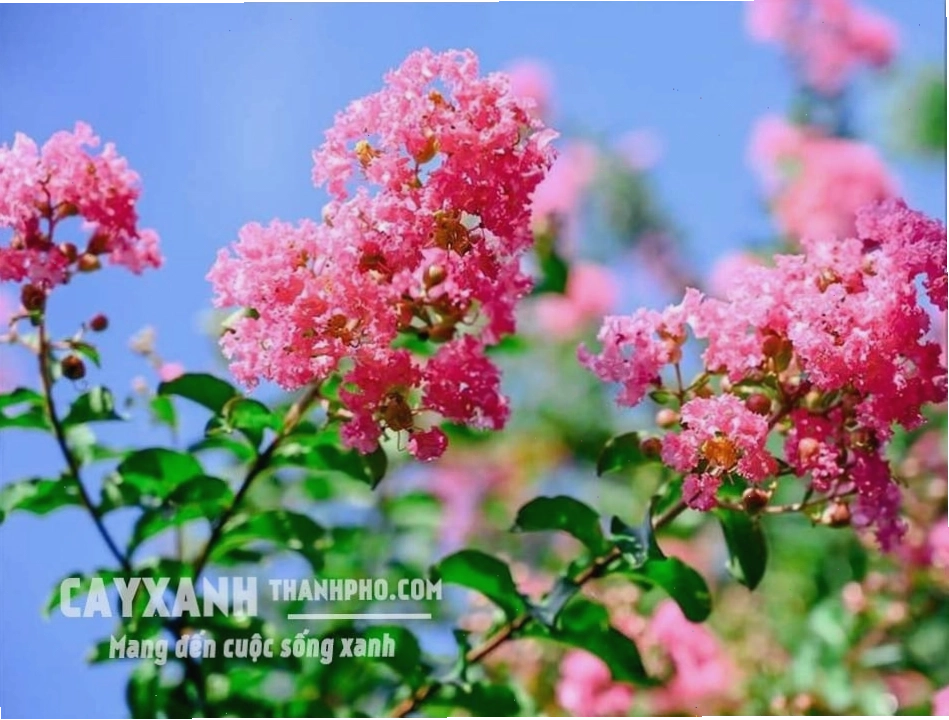 Cây tường vy với những chùm hoa màu hồng rực rỡ