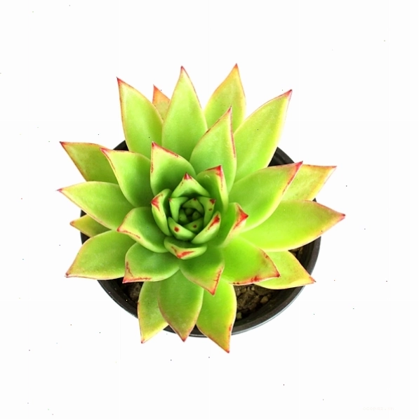 Cây xương rồng trên nền trắng