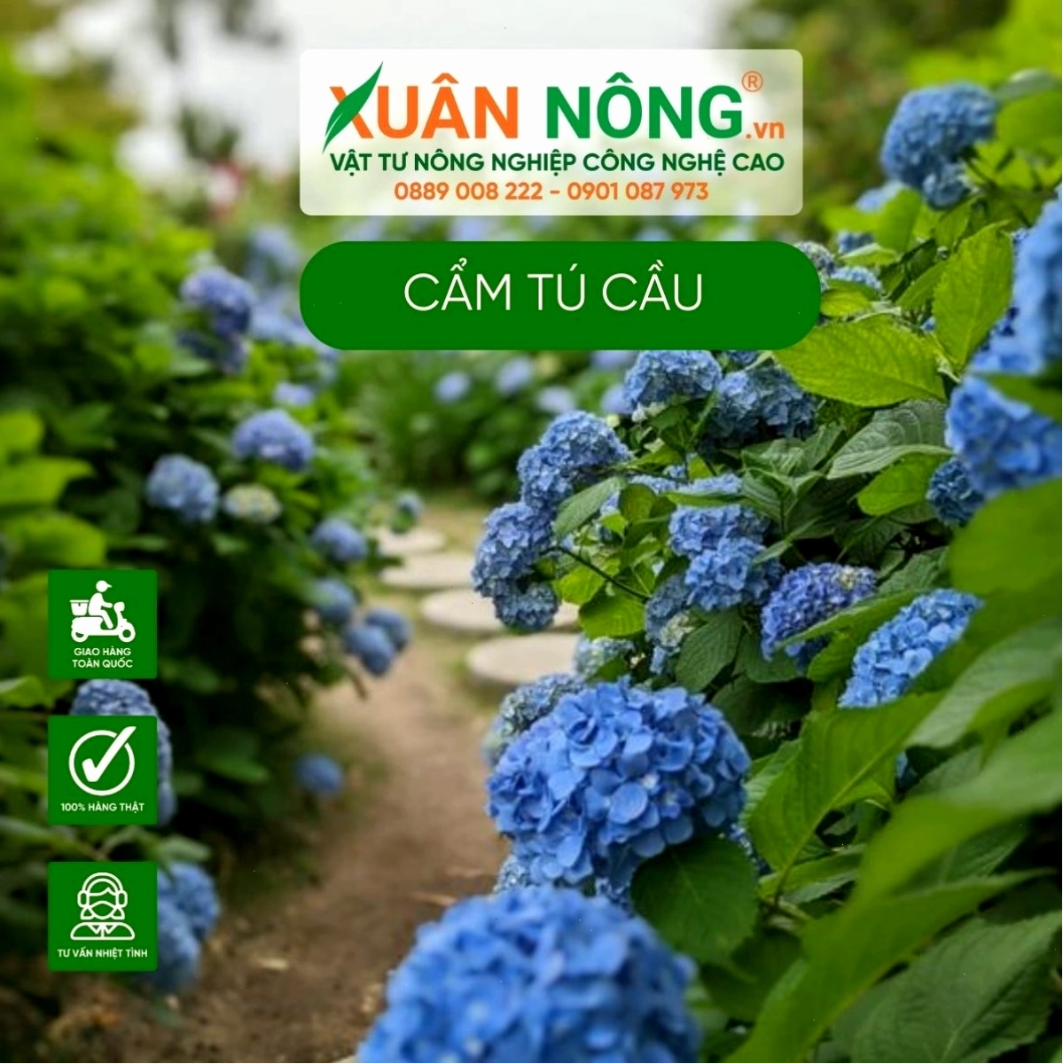 Chăm sóc cẩm tú cầu đúng cách để cây khỏe mạnh và ra hoa đẹp