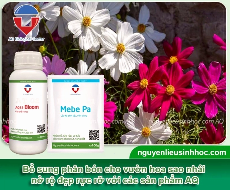 Chăm sóc cây hoa sao nhái để cây ra hoa đều và đẹp