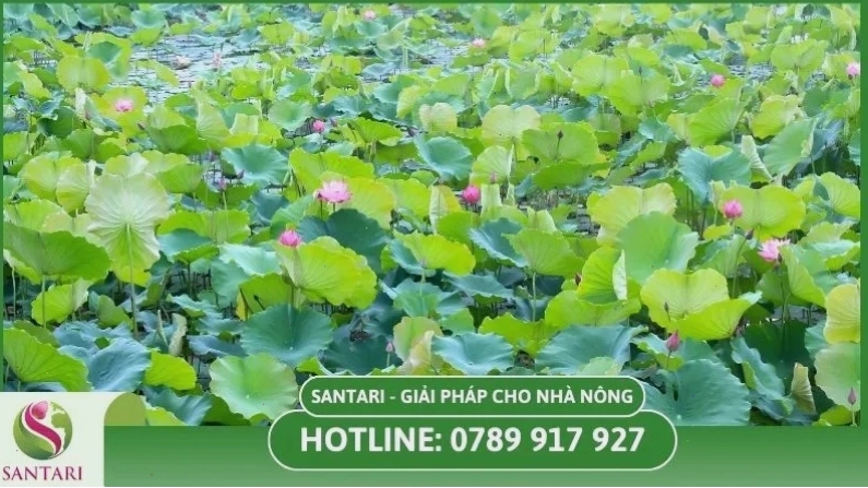 Chăm sóc cây sen hàng ngày