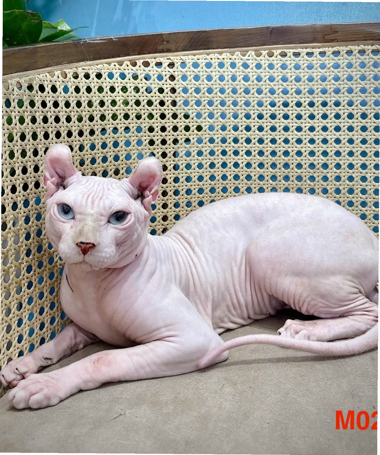 Chăm sóc mèo Sphynx tại nhà