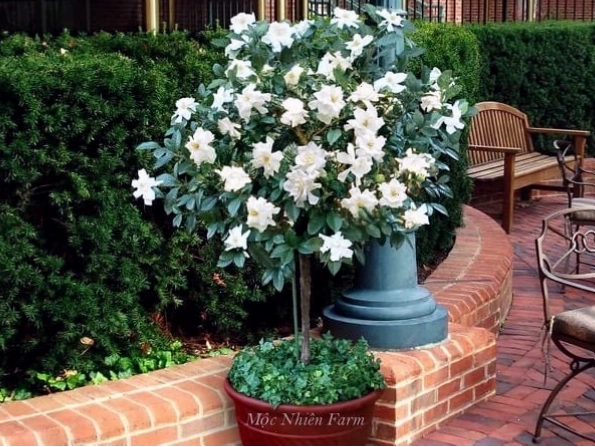 Chậu cây hoa dành dành kép đang nở hoa rực rỡ