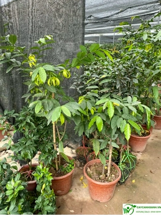 Chậu cây hoa dẻ cao 1 mét trồng ở ban công