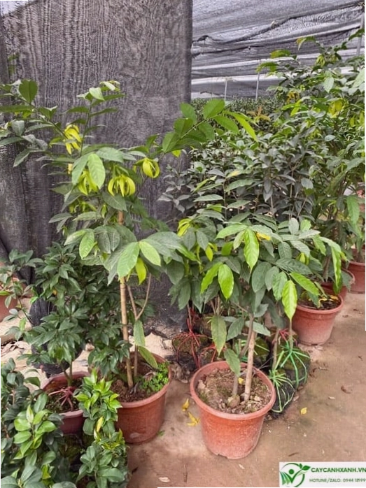 Chậu cây hoa dẻ cao khoảng 1m, tán lá xanh tốt
