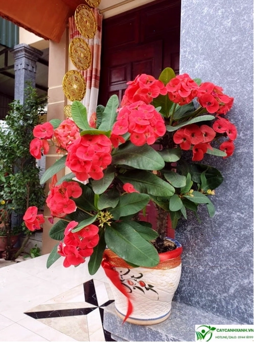 Chậu cây xương rồng bát tiên đặt trước cửa nhà mang lại vẻ đẹp thu hút