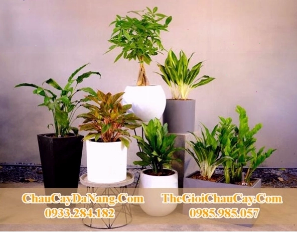 Chậu composite cao cấp cho cây nội thất