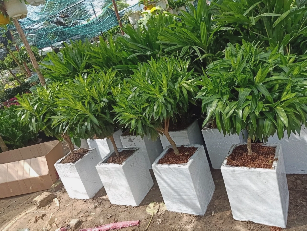 Chậu composite giả đá mài
