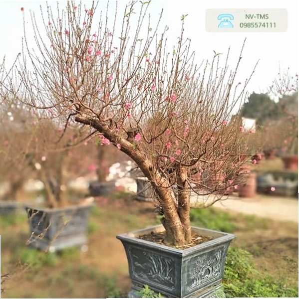 Chậu đào tết rực rỡ tại nhà vườn Thiên Minh Sơn