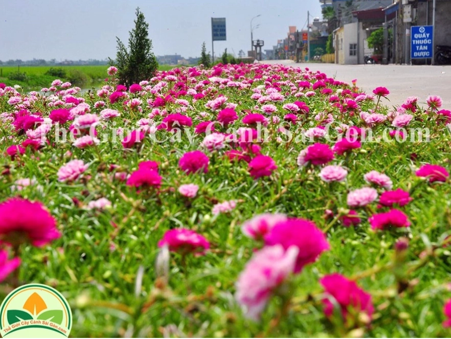 Chậu đất trồng hoa mười giờ thái kép tơi xốp