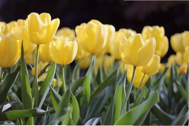Chậu hoa tulip nở rộ với sắc vàng tươi tắn