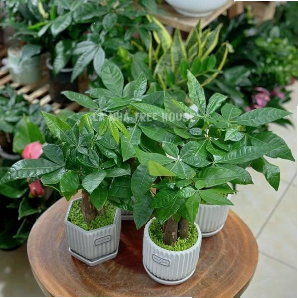 Chậu kim ngân mini để bàn với lá xanh tươi