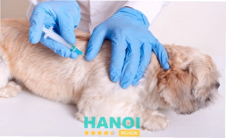 Chien Vet Clinic nana phòng khám thú y Hà Nội