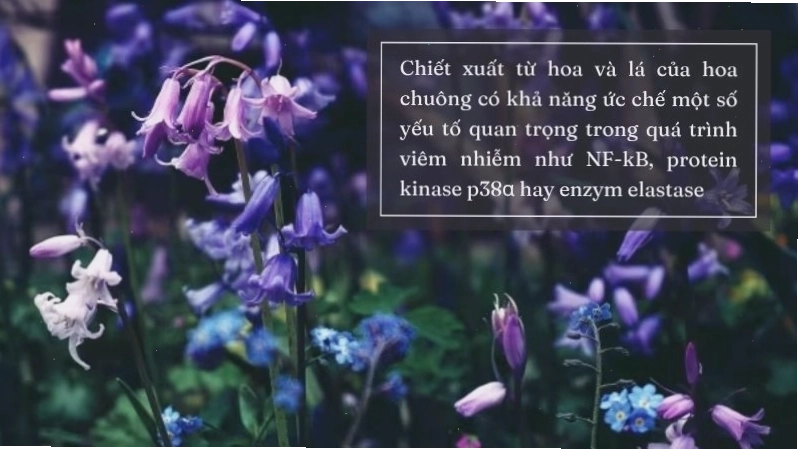 Chiết xuất từ lá và hoa chuông thể hiện hoạt tính kháng viêm đáng kể