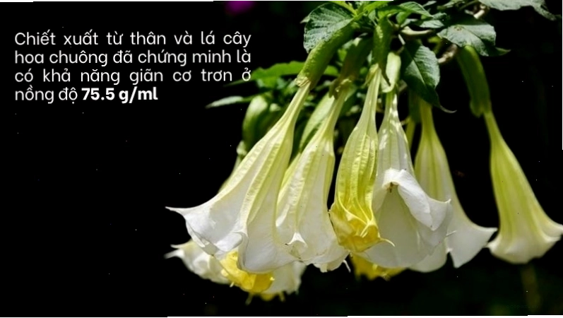 Chiết xuất từ lá và thân hoa chuông cho thấy tiềm năng giãn cơ trơn