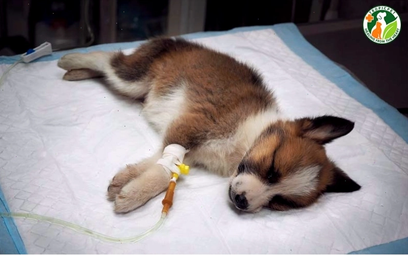 Chó bị parvo có triệu chứng nôn mửa và tiêu chảy ra máu