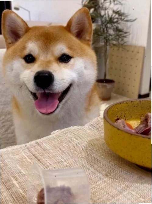 Chó Cheems trong meme tình huống