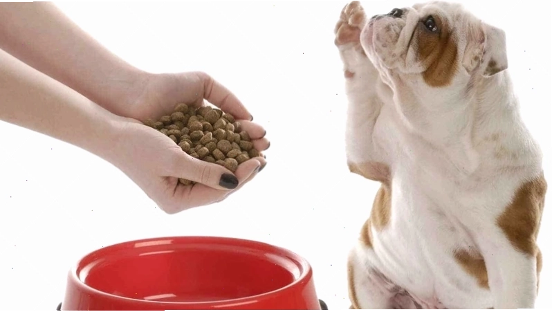 Chó con có biểu hiện mệt mỏi, chảy nước mắt do mắc bệnh Care