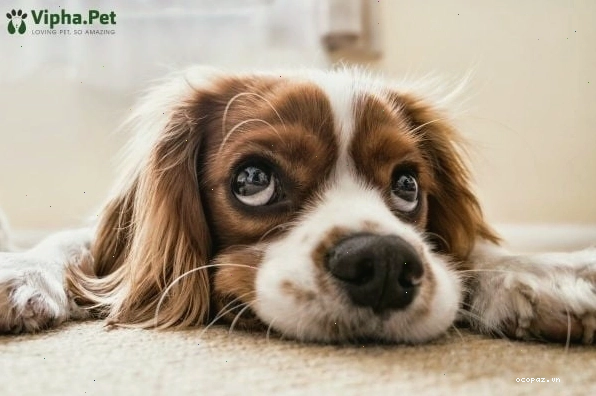 Chó con có dấu hiệu mệt mỏi, chán ăn do bệnh đường ruột