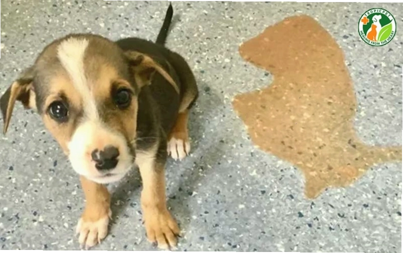 Chó con đang được chăm sóc đặc biệt vì bệnh parvo