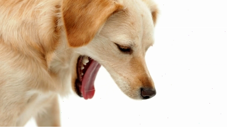 Chó con mệt mỏi, có dấu hiệu của bệnh Parvo