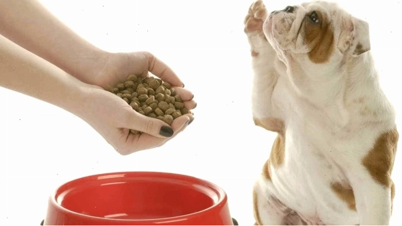 Chó mắc bệnh Care có biểu hiện chảy nước mắt và nước mũi liên tục
