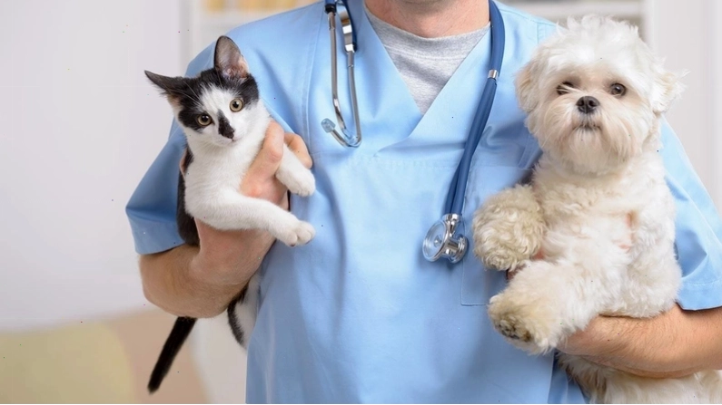 Chó mắc bệnh Care giai đoạn thần kinh có biểu hiện co giật