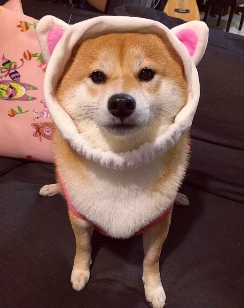 Chó Shiba Inu với nụ cười đáng yêu