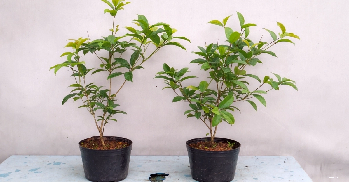 Chọn cây giống mộc hương khỏe mạnh, lá xanh tốt