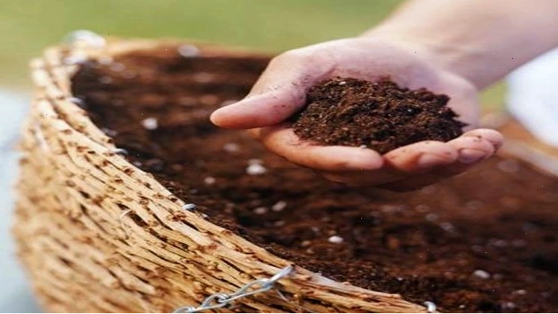 Chọn đất trồng tơi xốp và thoát nước tốt cho hoa huệ đỏ