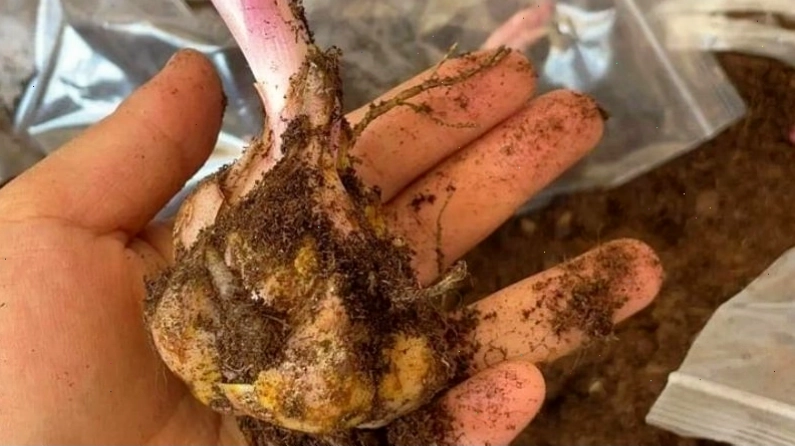Chọn lựa củ giống hoa ly khỏe mạnh, không sâu bệnh để trồng