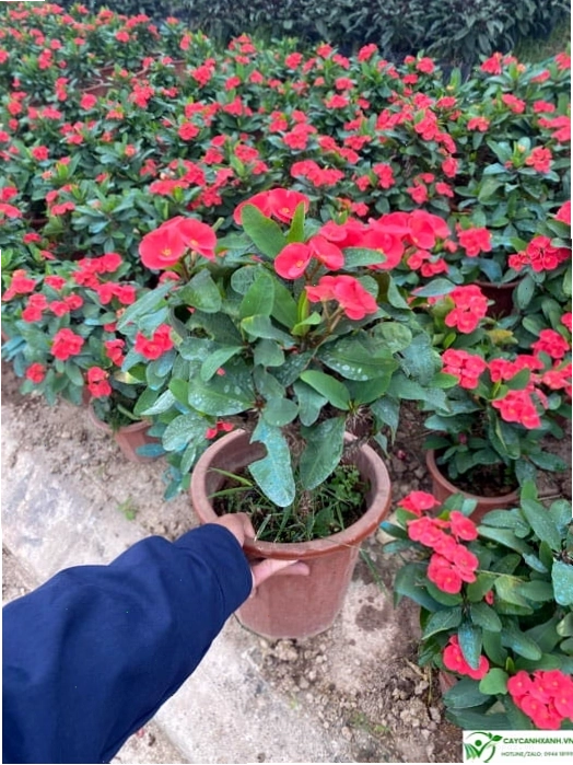 Chọn mua cây xương rồng bát tiên khỏe mạnh để trồng