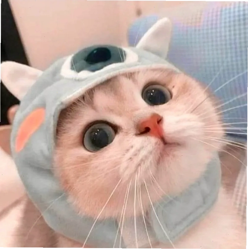 Chú mèo Anh lông ngắn màu xám với đôi mắt to tròn đang nhìn ngạc nhiên
