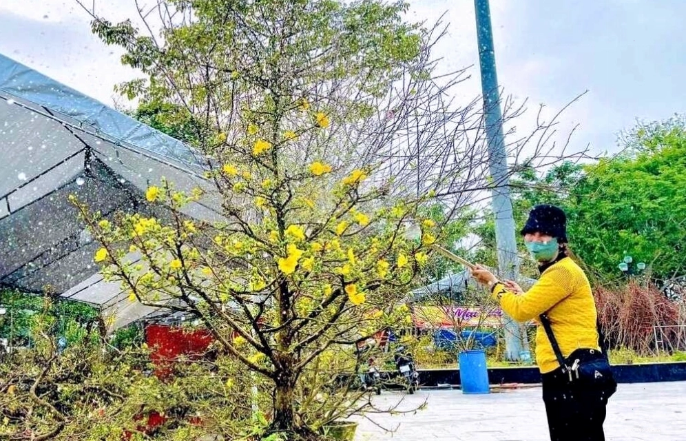Chú ý lượng nước tưới để đảm bảo cây hoa mai luôn tươi tốt